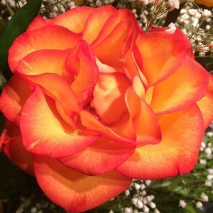 Meet your Posher, Angie